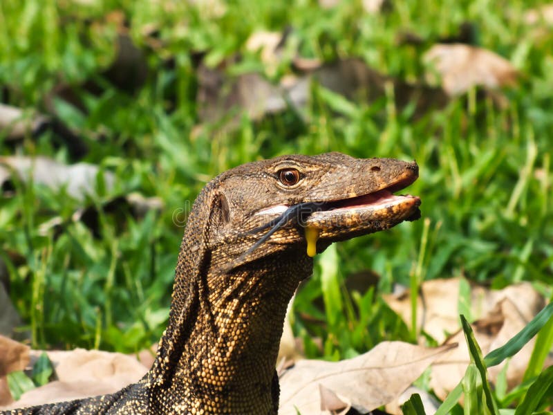 Giant Lizard eating an egg stock image. Image of reptilian 22770771