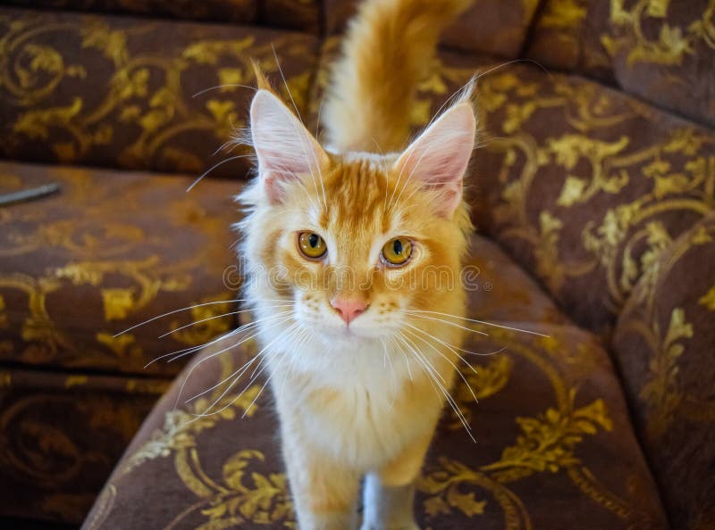 Giant Maine Coon Cat. Mainecoon Cat, Breeding of Purebred Cats at Home ...