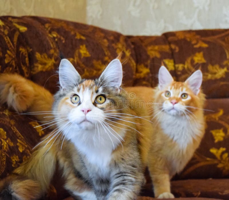 Giant Maine Coon Cat. Mainecoon Cat, Breeding of Purebred Cats at Home ...