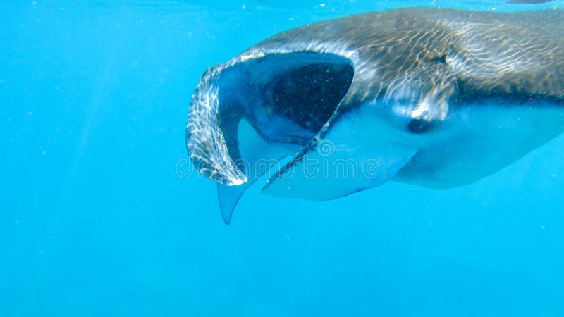 Giant Manta Ray Eating Plankton in Water of Indian Ocean Near To Coast ... Biology Diagrams