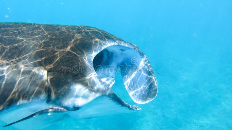 Giant Manta Ray Eating Plankton in Water of Indian Ocean Near To Coast ... Biology Diagrams