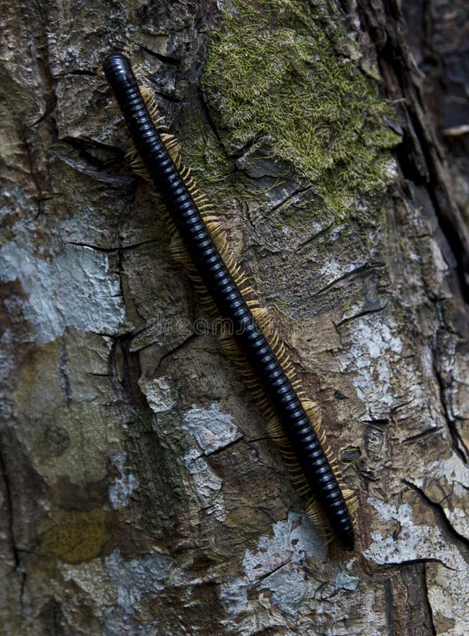 Giant millipede