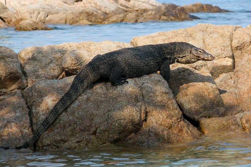 lizard rock crawler