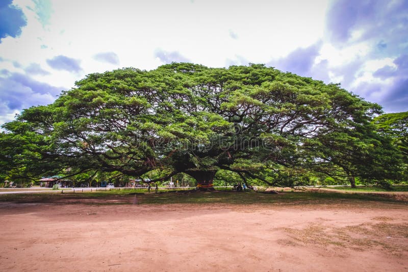 Large ancient tree stood alone in public national park of Thailand. Giant monkeypod tree stands firm in Kanchanaburi province, Tha royalty free stock images