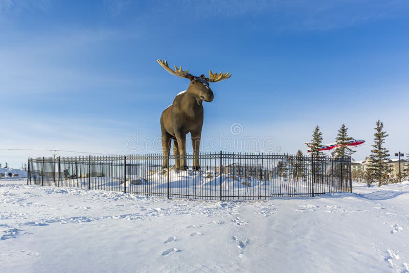 440 Giant Moose Stock Photos Free & RoyaltyFree Stock Photos from