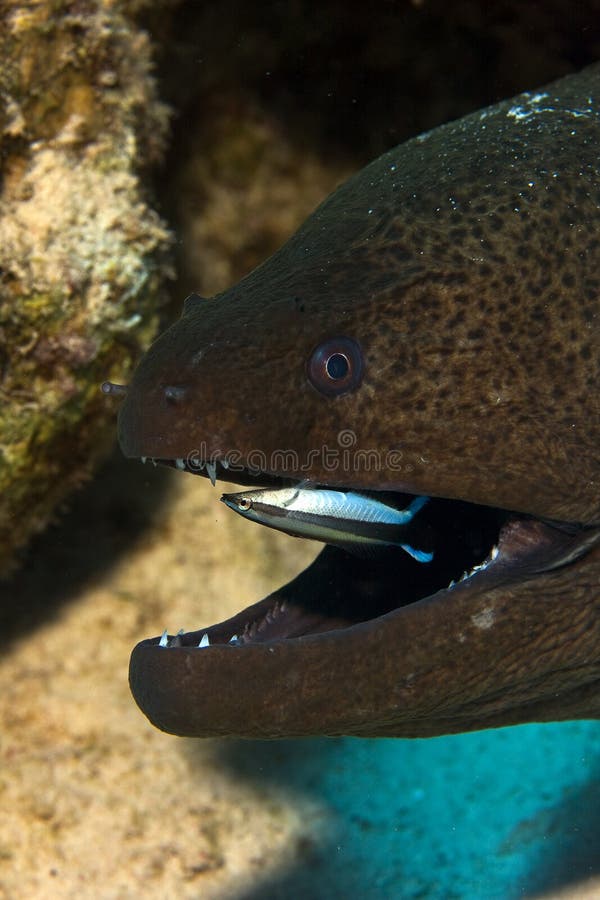Giant moray eel and a Bluestreak cleaner wrasse royalty free stock photos Giant moray eel and a Bluestreak cleaner wrasse royalty free stock photos