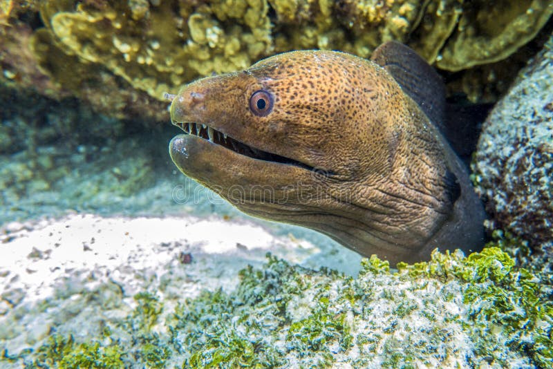 Giant moray eel - close up, Maldives royalty free stock photo Giant moray eel - close up, Maldives royalty free stock photo