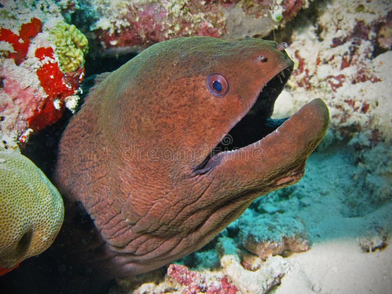 Giant Moray Eel In Maldives Stock Image - Image of underwater, moray