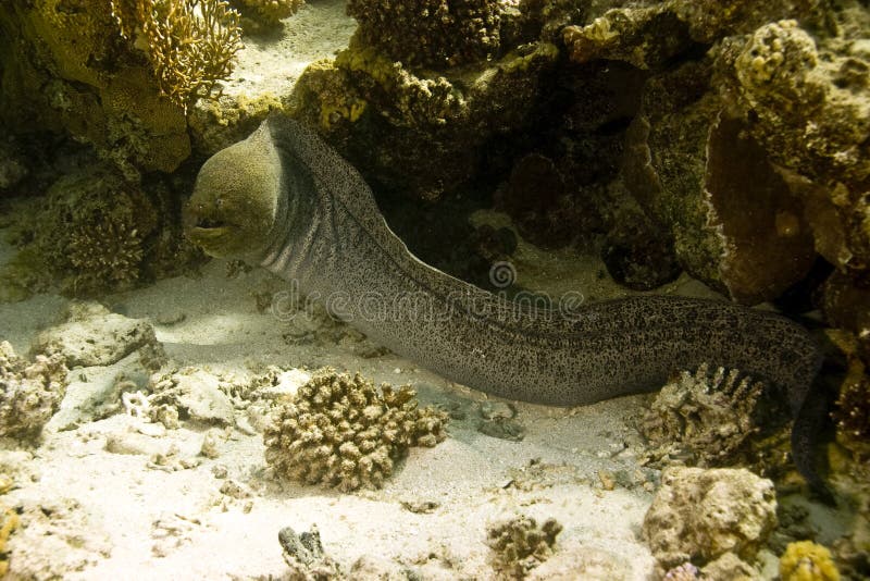 Giant moray (gymnothorax javanicus)