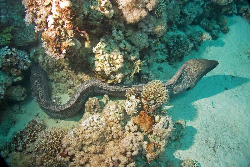 Giant moray (gymnothorax javanicus)