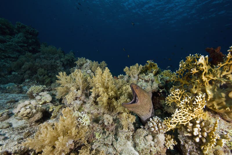 Giant moray (gymnothorax javanicus)