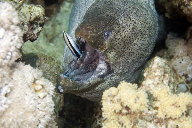 Giant moray (gymnothorax javanicus) and a cleaner