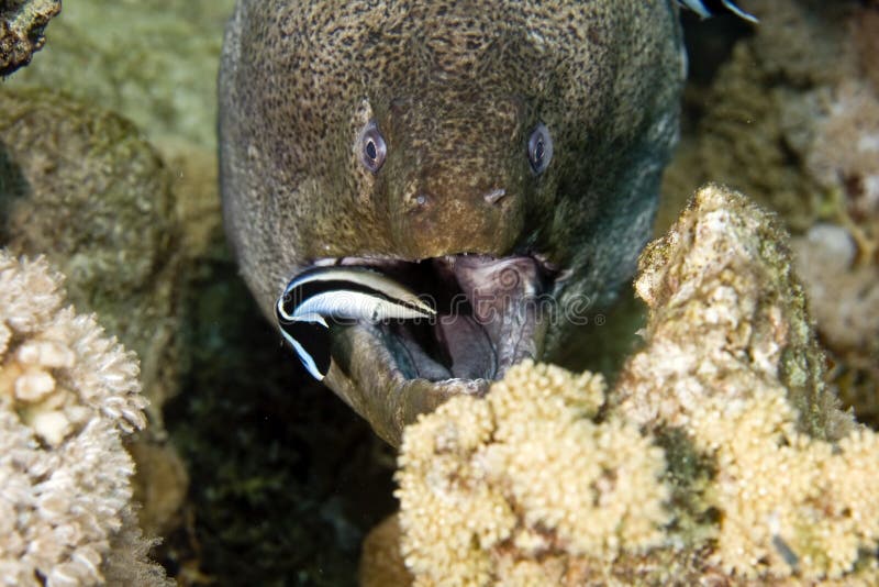 Giant moray (gymnothorax javanicus) and a cleaner