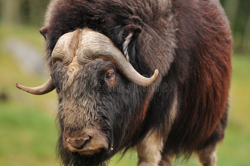 Giant musk ox stock photos