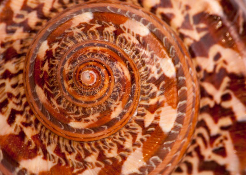 Giant Nautilus shell outside pattern