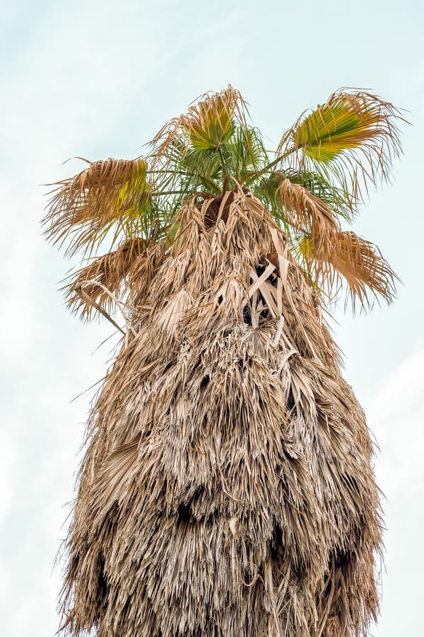 Giant Old Palm Tree with Beard, Isolated Against Bright Sky Stock Photo ...