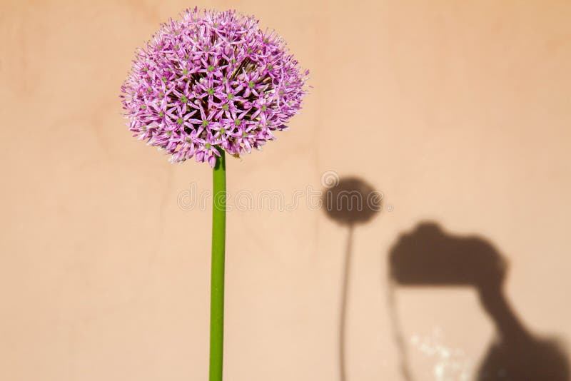 Giant onion flower