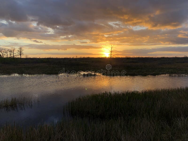 Sunset in the swamps. Giant orange sun sets behind the bayou of a cypress swamp and reflects in the river royalty free stock photo Sunset in the swamps. Giant orange sun sets behind the bayou of a cypress swamp and reflects in the river royalty free stock photo