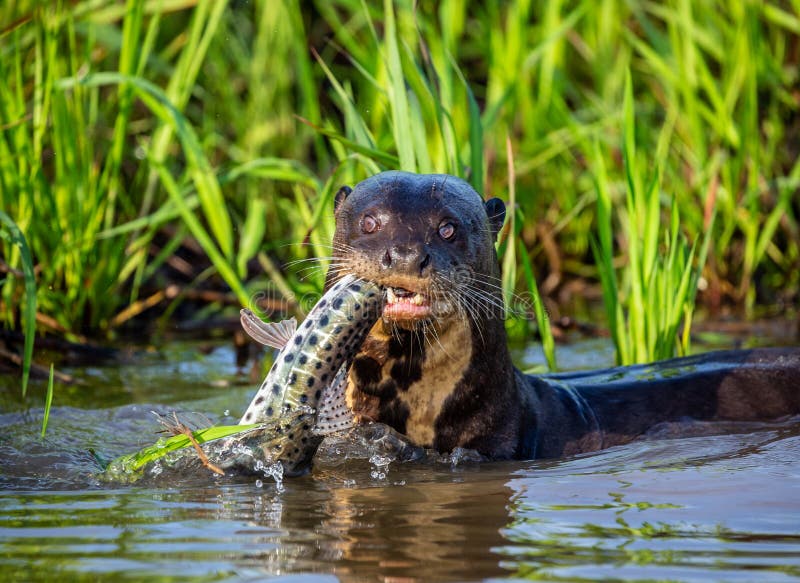 Giant Otter is Eating Fish in Water. Close-up Stock Photo - Image of ...