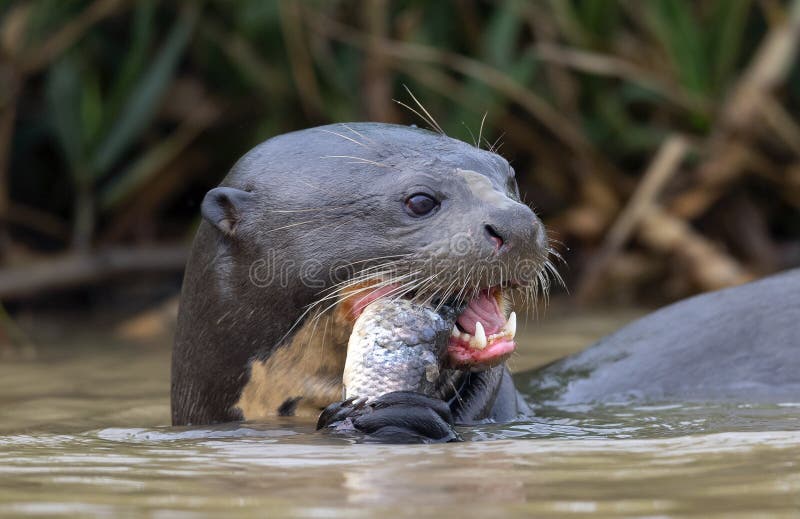 Giant Otter Eating Fish in the Water. Green Natural Background. Giant ...