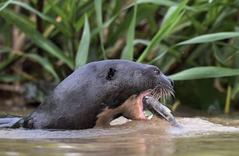 Giant Otter Eating Fish in the Water. Side View. Green Natural ...