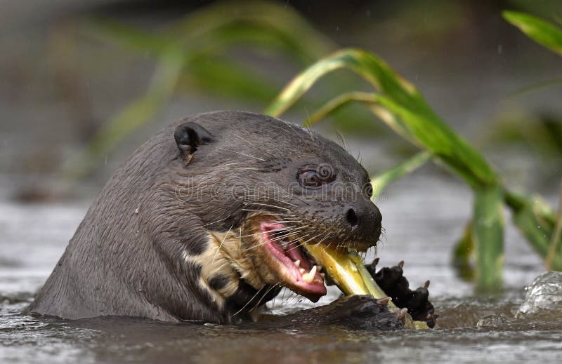 Giant Otter in the Water Eating a Fish. Giant River Otter, Pteronura ...