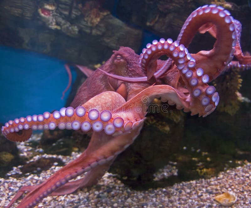 Giant pacific octopus 1