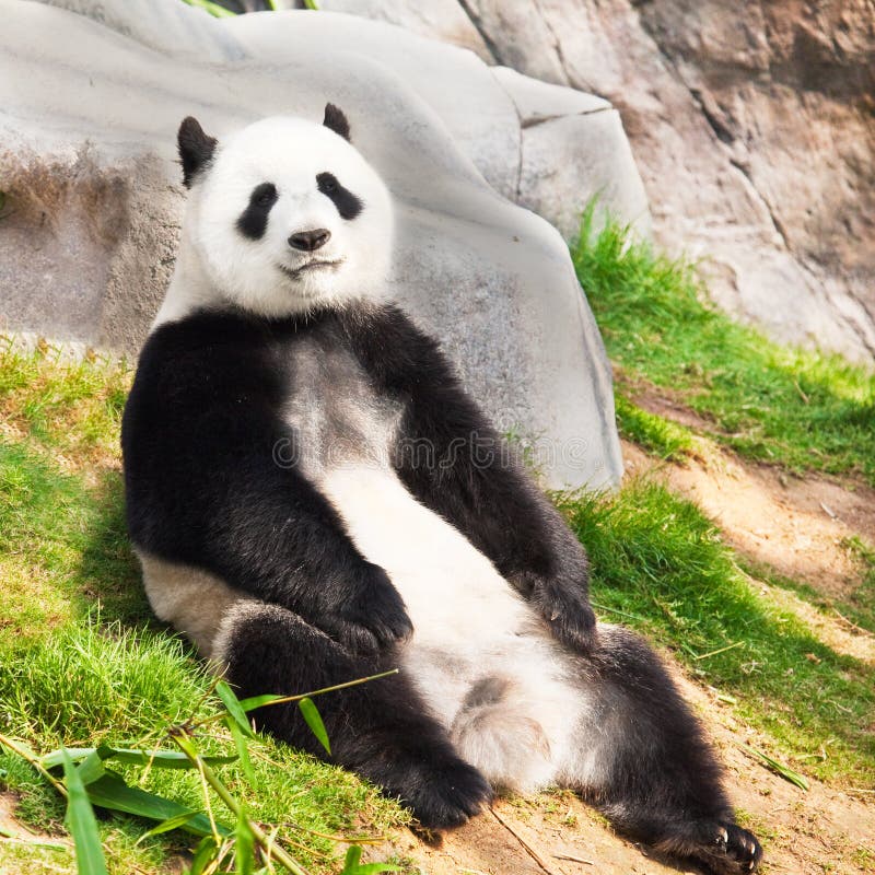 Giant panda