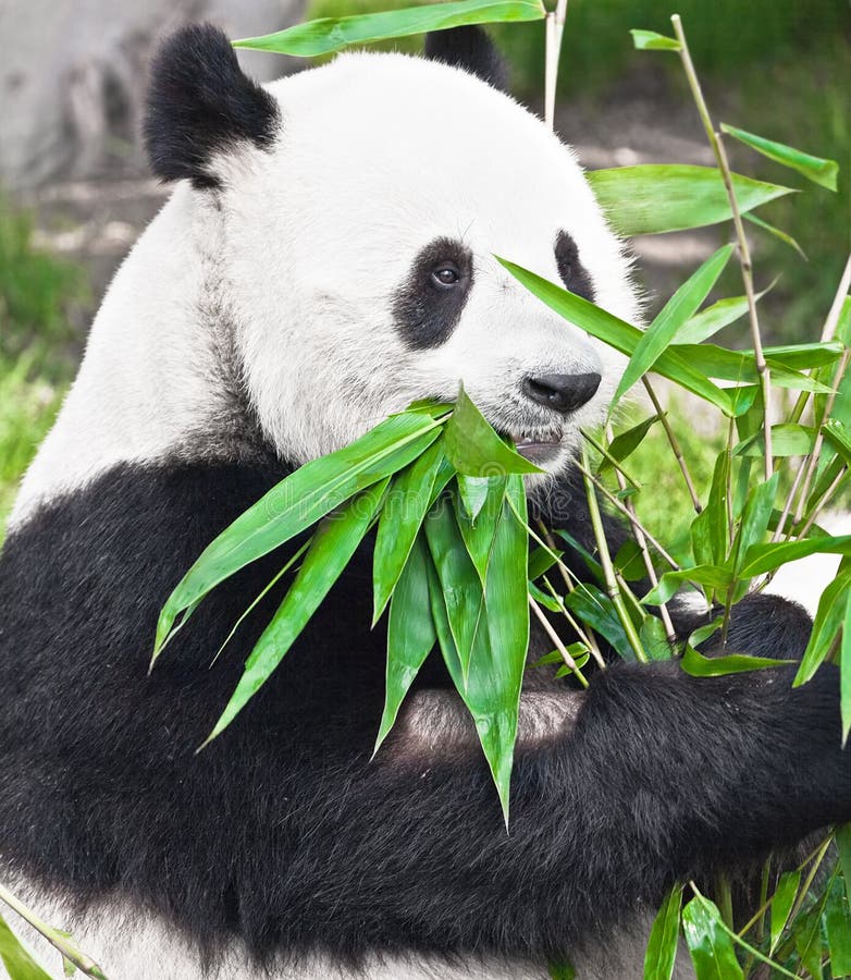 Giant panda