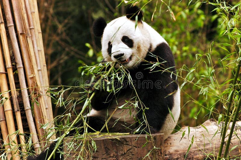 Un panda gigante si appoggia contro un ceppo di mangiare bambù.