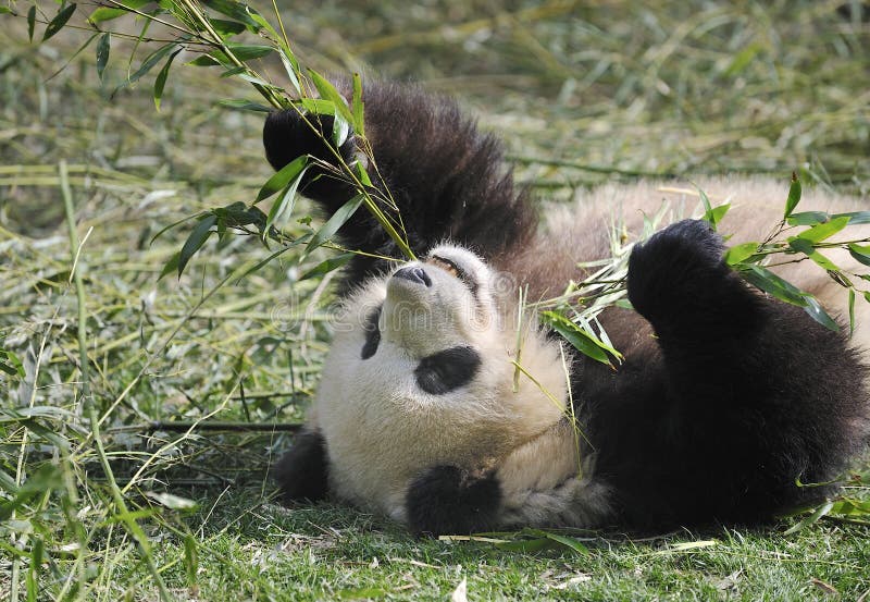 Giant panda