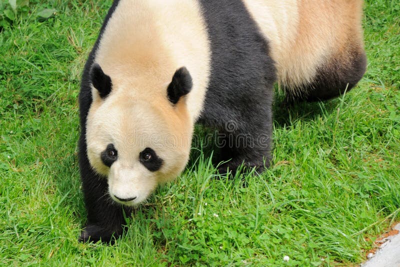 Giant Panda Picture. Image 26214817