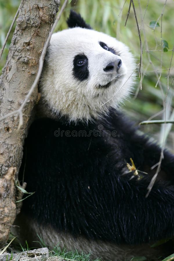 Chino gigante un oso.