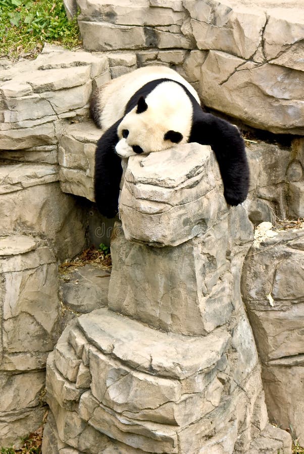 Giant Panda