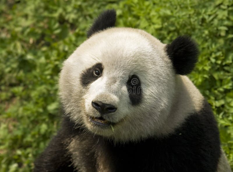 Giant Panda stock image. Image of holiday, mountain, portrait Giant Panda stock image. Image of holiday, mountain, portrait