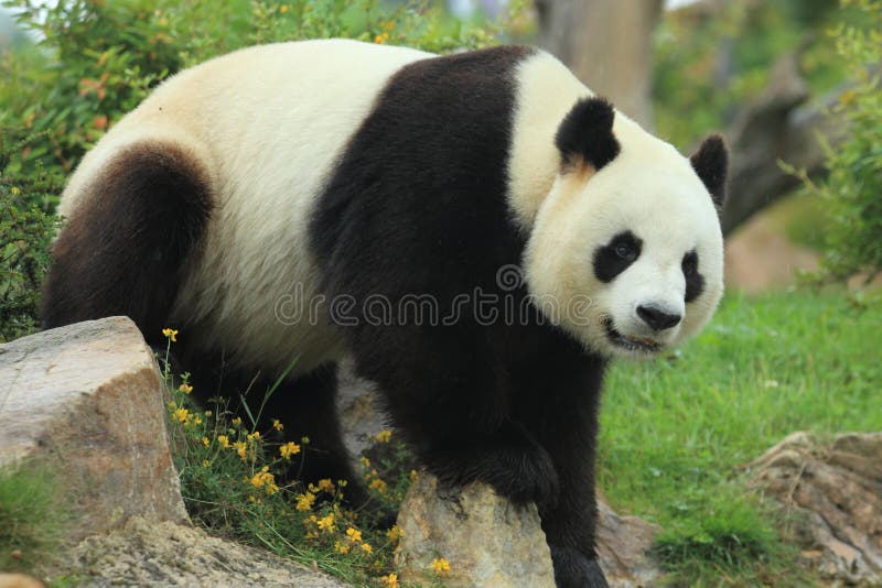 Giant panda