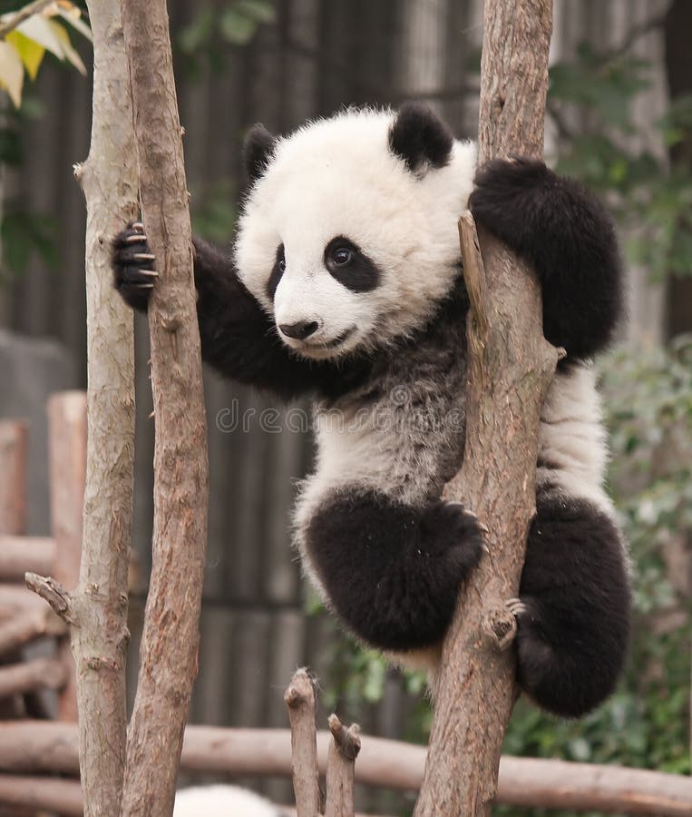 Giant panda baby stock photos Giant panda baby stock photos