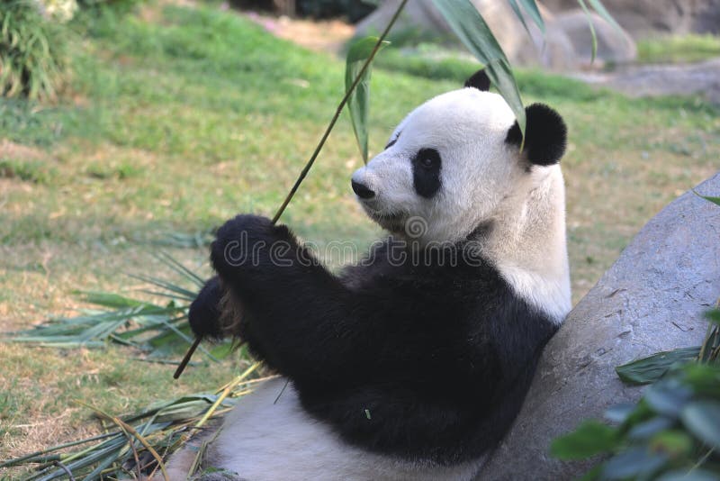 Giant Panda Bear Eats Bamboo Leaves in a Zoo in the Ocean Park 18 Nov