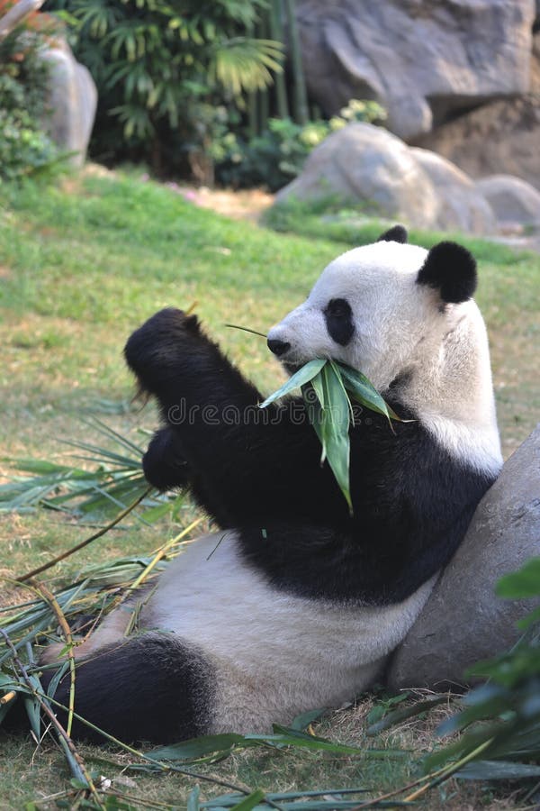 Giant Panda Bear Eats Bamboo Leaves in a Zoo in the Ocean Park 18 Nov