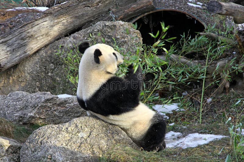 Giant Panda Bear In Vienna Zoo Stock Image Image Of Bamboo Foliage