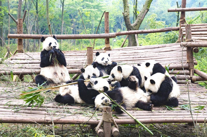Mother panda bear and cute cubs playing together. Giant Panda Breeding Research Base Xiongmao Jidi Chengdu China