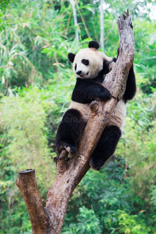 Giant panda climbing tree