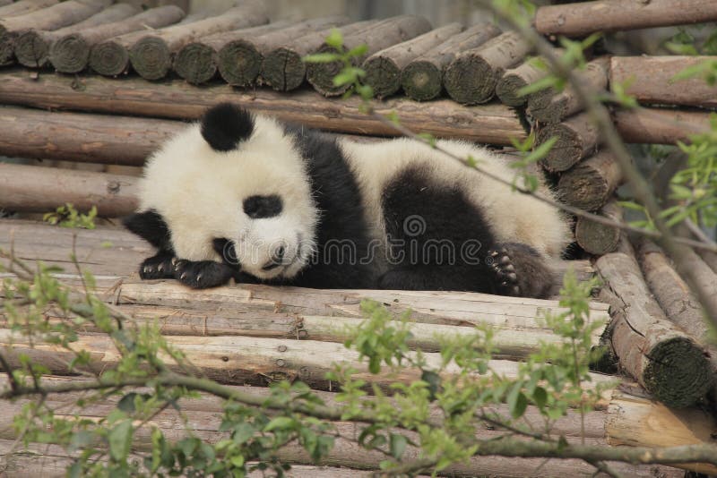 Giant panda cub sleeping