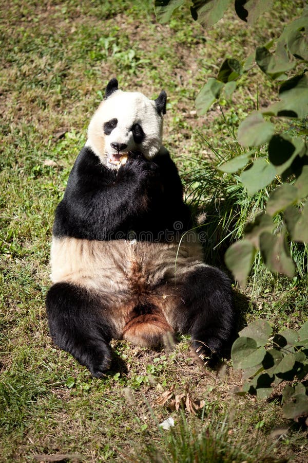 Giant Panda Eating Stock Image Image Of Animal Endangered 23286357