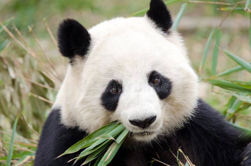 Giant Panda eating bamboo, Chengdu, China
