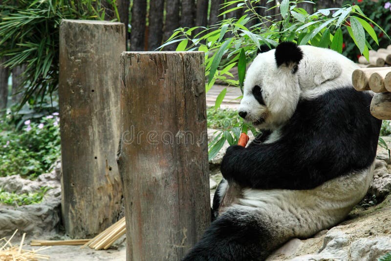 Giant Panda Eating Carrot In Chiang Mai Zoo Chiangmai Province