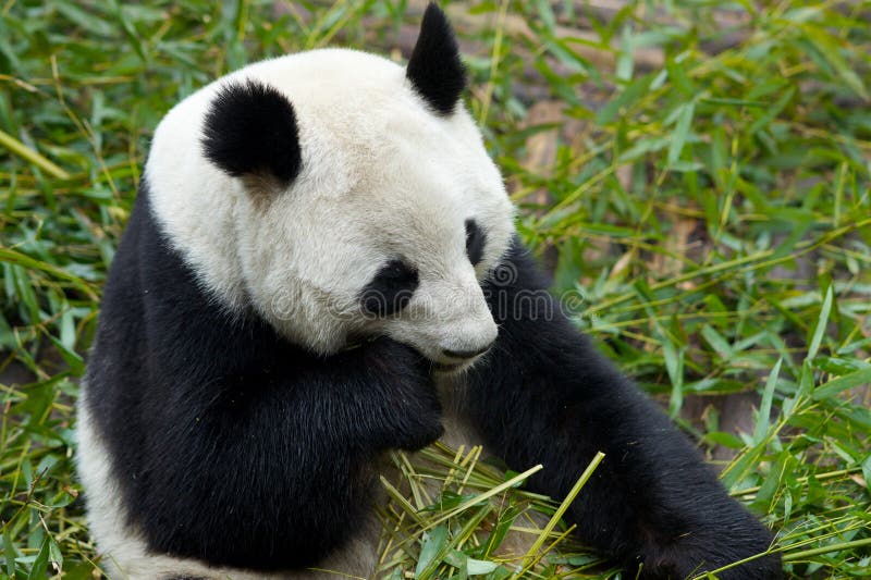 Giant Panda eating food stock photo. Image of herbivorous