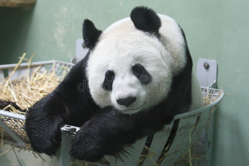 Giant Panda