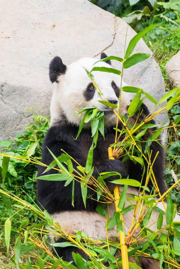 Giant Panda Stock Photo Image Of Protection Exotic 64440694