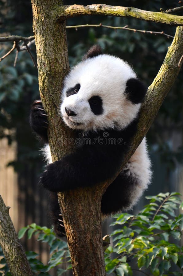 Giant Panda Kung Fu Panda Cute Panda China National Treasure Wolong National Nature Reserve Chengdu, Sichuan